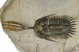 Spiny Trident Walliserops Trilobite - Foum Zguid, Morocco #381462-1